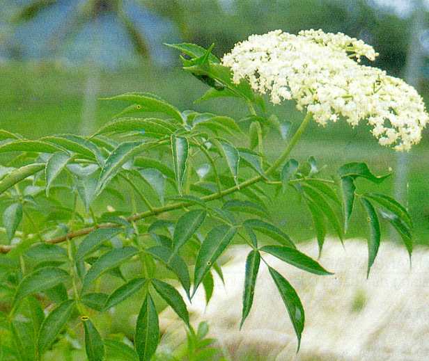 Sambucus javanica